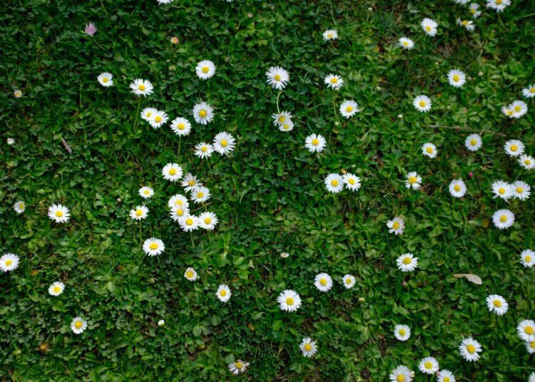 A Serene Spring Morning: A Stroll to the Allotment